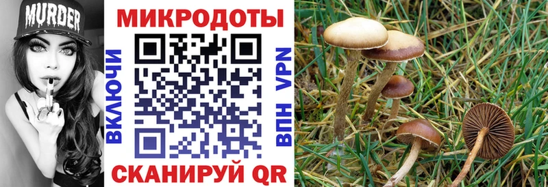 Псилоцибиновые грибы Psilocybe  Троицк 